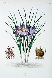 Monocotyledon Collection: Crocus sativus, saffron