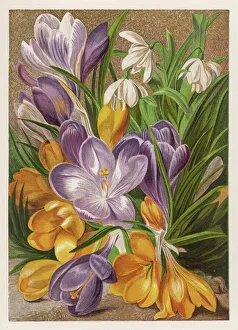 Flowers and Plants Gallery: Crocus and Snowdrops