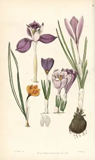 Crocus varieties
