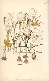 Crocus varieties