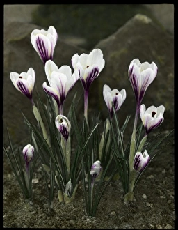 Spring Gallery: Crocus Versicolor