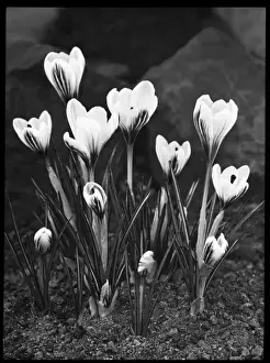 Crocus Versicolor