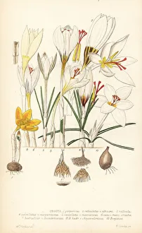 Crocuses, Croci Crocuses, Croci
