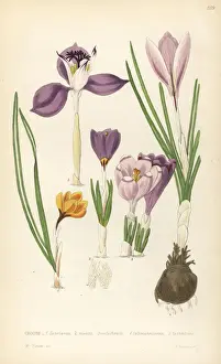Crocuses, Croci