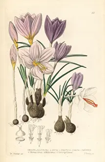 Crocuses, Croci