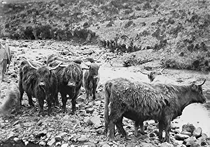 Croft Prints: Crofter and Highland Cattle Victorian period