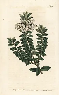 Sansom Prints: Cross-leav d speedwell, Veronica decussata