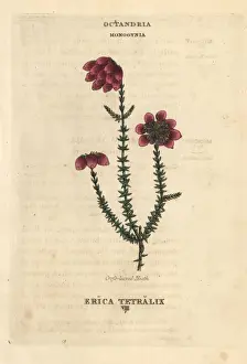 Heather Prints: Cross-leaved heath, Erica tetralix