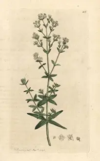 Cross-leaved ladies bedstraw, Galium boreale