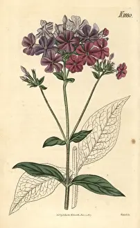 Couchman Prints: Cross-leaved phlox or lychnidea, Phlox acuminata