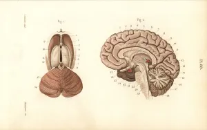 Masse Prints: Cross sections through the brain