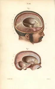 Masse Prints: Cross sections through the skull