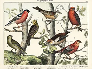 Naturgeschichte Des Tierreichs Prints: Crossbill, grosbeak, finches and yellowhammer