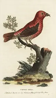 Crossbill Prints: Crossbill, Loxia curvirostra