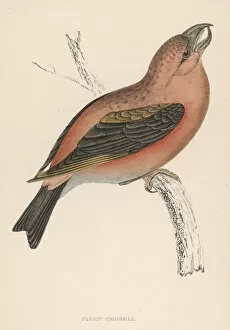 Variant Collection: Crossbill (Morris)