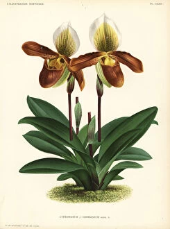 Pieter Collection: Crosss Paphiopedilum orchid