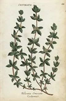 Joshuahamilton Prints: Crosswort, Cruciata laevipes
