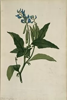 Caenophidia Gallery: Crotalaria verrucosa, blue rattlesnake