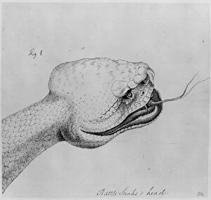 Caenophidia Gallery: Crotalus adamanteus, eastern diamondback rattlesnake