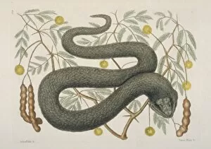 Caenophidia Gallery: Crotalus sp. black viper