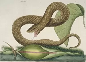 Mark Catesby Collection: Crotalus sp. brown viper