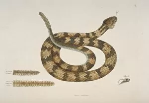 Mark Catesby Collection: Crotalus sp. rattlesnake
