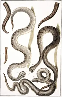 Crotalus sp. rattlesnake