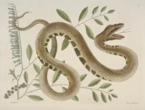 Mark Catesby Collection: Crotalus sp. water viper