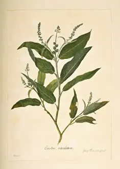 Euphorbiaceae Prints: Croton compressus