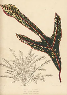 Cultivar Prints: Croton disraeli, Codiaeum variegatum cultivar