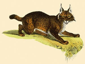 Ears Collection: Crouching LynX Date: 1880