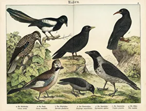Naturgeschichte Des Tierreichs Prints: Crow, jackdaw, jay, nutcracker, etc