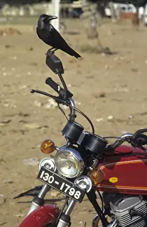 Crow Prints: Crow on motor bike, Sri Lanka