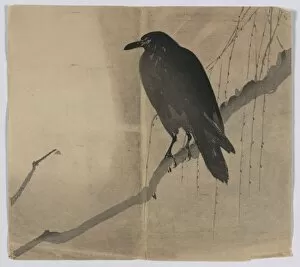 Branch Collection: Crow on a willow branch