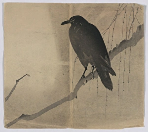 Branch Collection: Crow on a willow branch