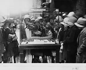 Flea Prints: Crowd around flea case, 1927