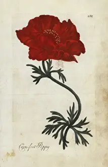 Joshuahamilton Prints: Crowfoot poppy or Persian buttercup, Ranunculus asiaticus