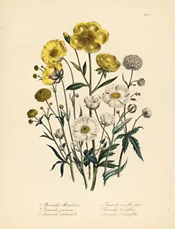 Montpelier Prints: Crowfoot species