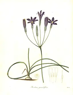 Coronaria Prints: Crown brodiaea, Brodiaea coronaria