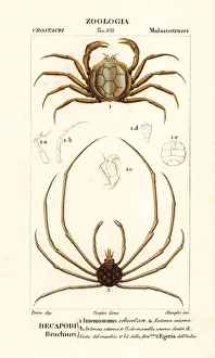 Crustacean Collection: Crown crab and Indian egera crab