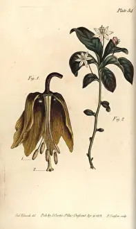 Lectures Prints: Crown imperial flower, Fritillaria imperialis