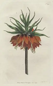 Williamcurtis Prints: Crown imperial, Fritillaria imperialis