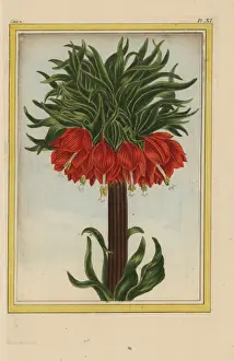 Crown imperial, Fritillaria imperialis
