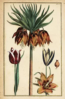 Buchoz Collection: Crown imperial lily, Fritillaria imperialis, and tulips