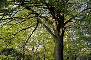 Crown of an old European Beech / Common Beech Tree
