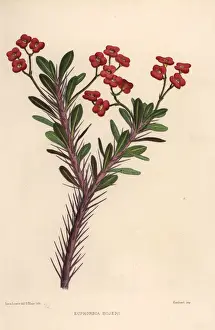 Plates Prints: Crown of thorns, Euphorbia milii