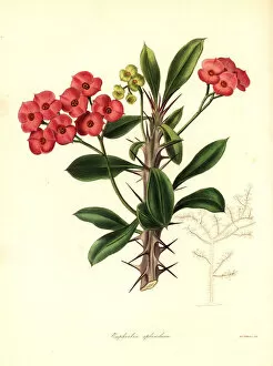 Stevens Collection: Crown of thorns, Euphorbia milii var. splendens