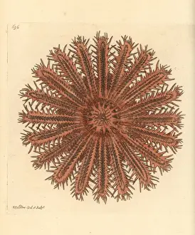 Thenaturalistsmiscellany Prints: Crown of thorns starfish, Acanthaster planci