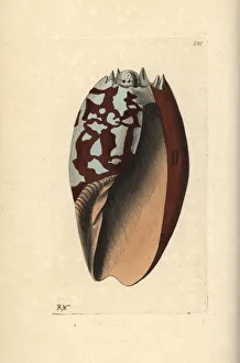 Aethiopicus Gallery: Crowned baler, Melo aethiopicus