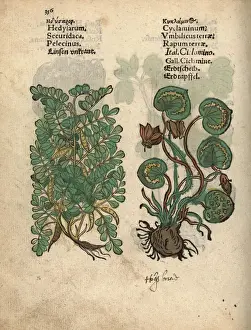 Cyclamen Prints: Crownvetch, Securigera securidaca, and Greek